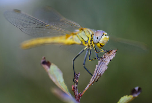 Dragonfly / Dragonfly Photography / Close-up Photography Dragonfly