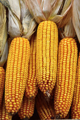 Corn on the cob at food market.