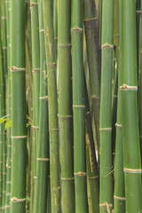 Obraz premium Bamboo background