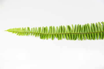 green leaves on white backgound