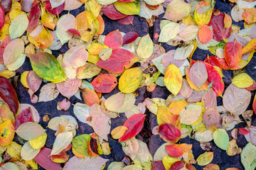 Fototapeta na wymiar Wet Fall persimmon carpet of leaves