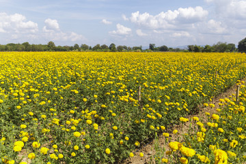 Beautiful marigold field on blue sky