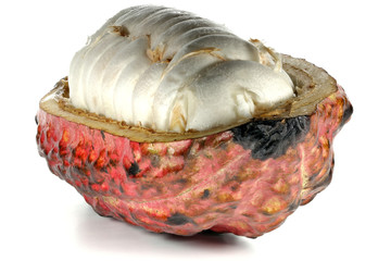 cacao fruit isolated on white background