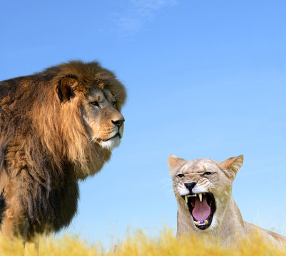Male and female lion on the savannah.