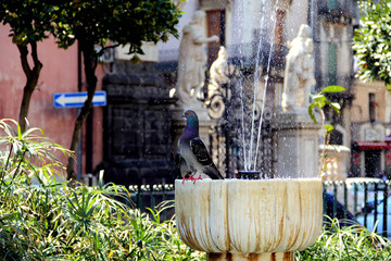 piccione si rinfresca sotto il getto di una fontana