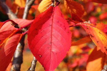 紅葉