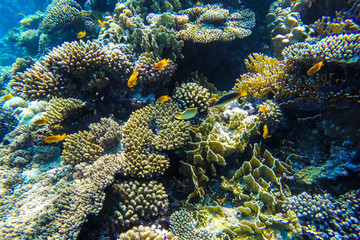 red sea underwater coral reef