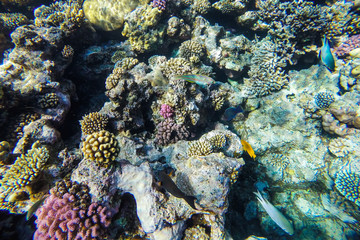 red sea underwater coral reef