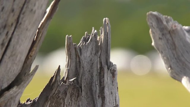 Earwig Dermaptera climbing wood in front of a tourist camp with yurtes in Mongolia.