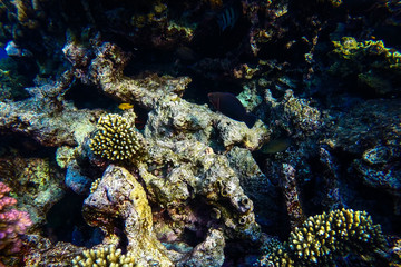 red sea underwater coral reef