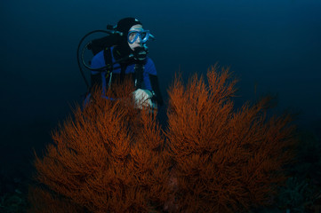 Diver and coral