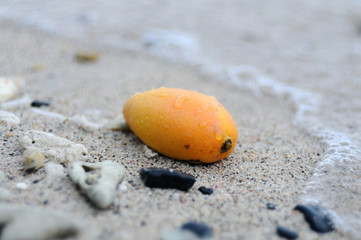 Fototapeta na wymiar Mango on a beach