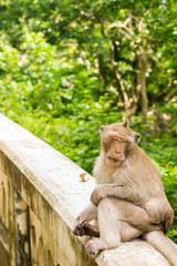 Fototapeta premium Monkey