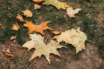 Fallen leaves of trees