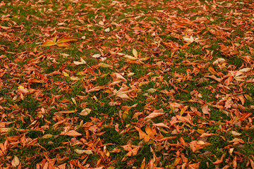 Fallen leaves of trees