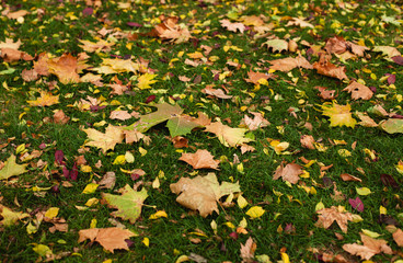 Fallen leaves of trees