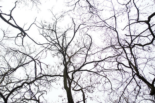 Fototapeta Autumn tree silhouettes in the forest