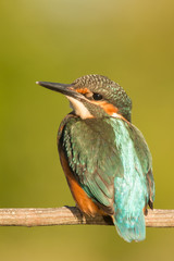 Kingfisher perched on a branch