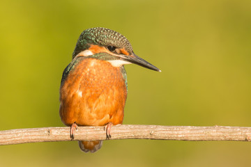Kingfisher perched on a branch