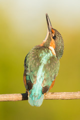 Kingfisher perched on a branch