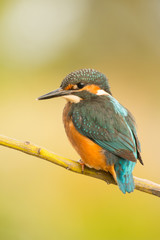 Kingfisher perched on a branch