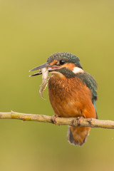 Kingfisher perched on a branch
