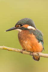 Kingfisher perched on a branch