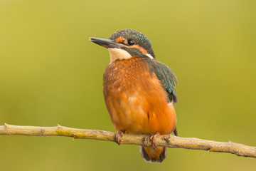 Kingfisher perched on a branch