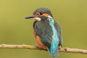 Kingfisher perched on a branch