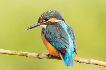 Kingfisher perched on a branch