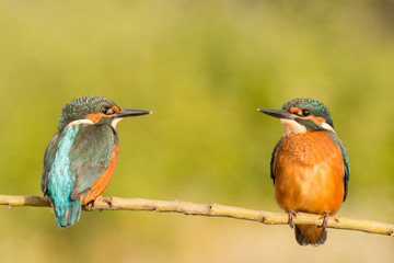 Kingfisher couple perched on a branch