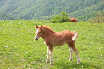 The little foal in the meadow/ horse/ young/ nice