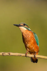 Kingfisher perched on a branch