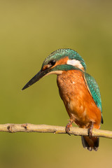 Kingfisher perched on a branch