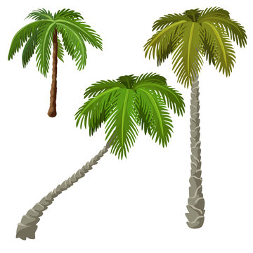 Three palm trees on a white background