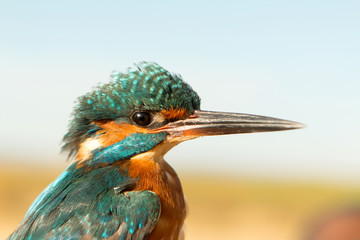 Kingfisher perched on a branch