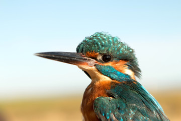 Kingfisher perched on a branch