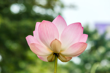 Obraz premium Lotus flower and Lotus flower plants