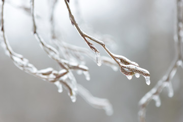 Tree branches frozen in the ice. Frozen tree branch in winter forest.