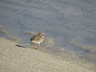 Plover