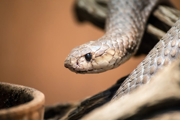 Taipan portrait,  (Oxyuranus), one of the most venomous and deadly snakes in the world