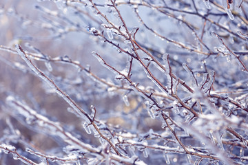 Tree branches frozen in the ice. Frozen tree branch in winter forest.