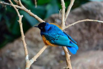 The splendid starling also known as the splendid glossy-starling, is a species of starling in the...