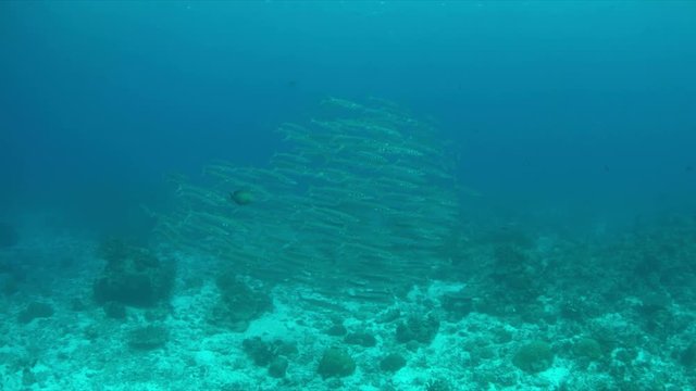 School of Barracudas on a coral reef.  Light reflections, sunrays 4k footage