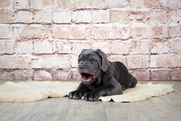 Grey, black and brown puppies breed Neapolitana Mastino. Dog handlers training dogs since childhood.