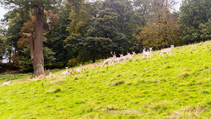 Herd Of Deer