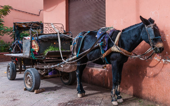 Maultier mit Karren in der Medina von Marrakesch; Marokko