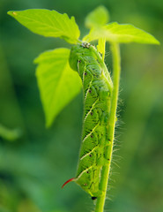 Tomato Worm Ravages Plant