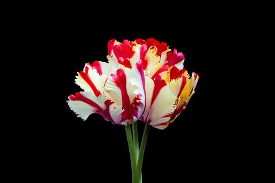 Amazing "Flaming parrot" tulips on black background, floral wallpaper