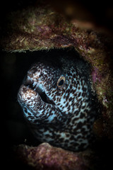 Spotted Moray (Gymnothorax moringa) on the Front Porch dive site, Bonaire, Netherlands Antilles